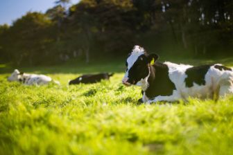 kaiku-sostenibilidad-vaca-pradera